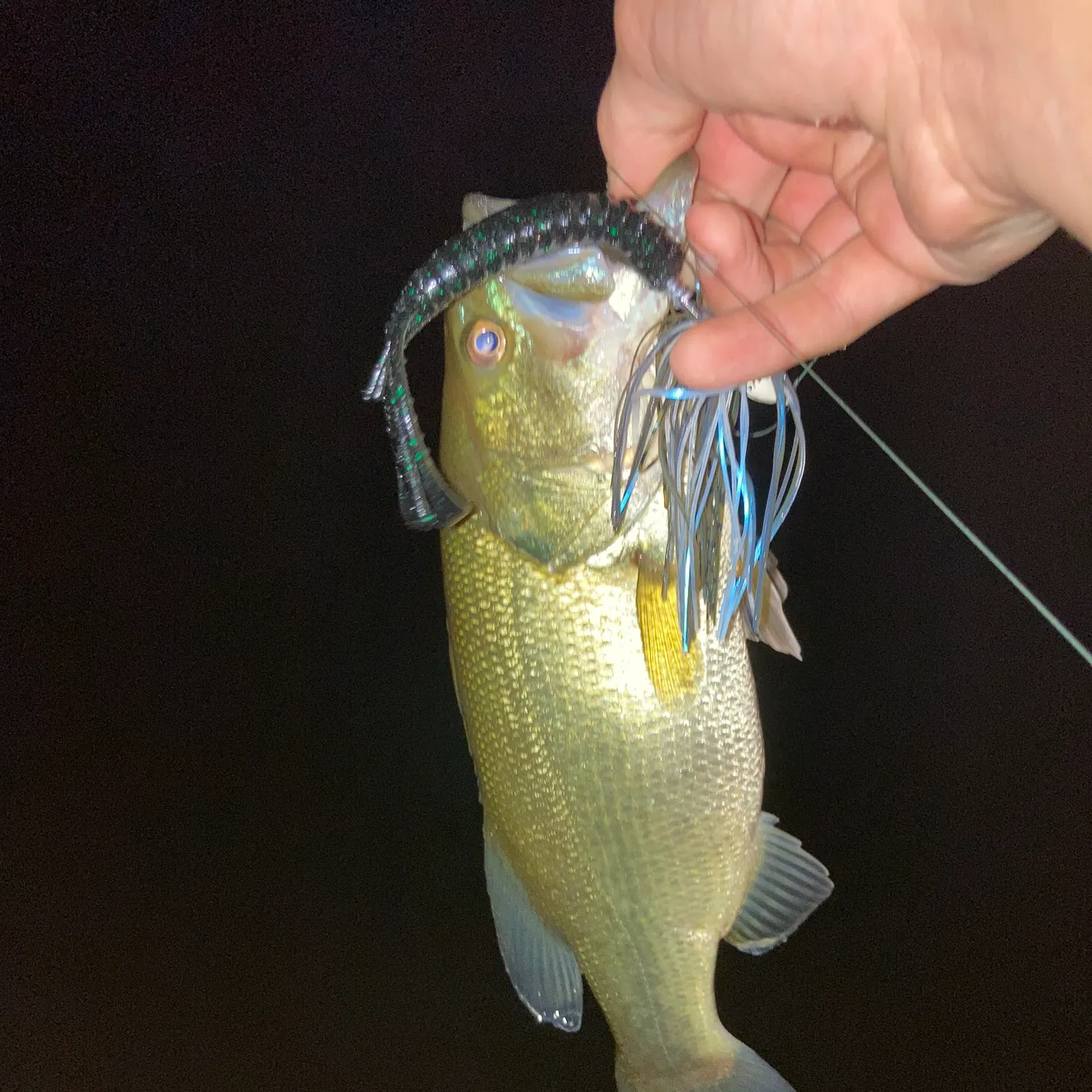 Smallmouth bass caught on Fishbrain