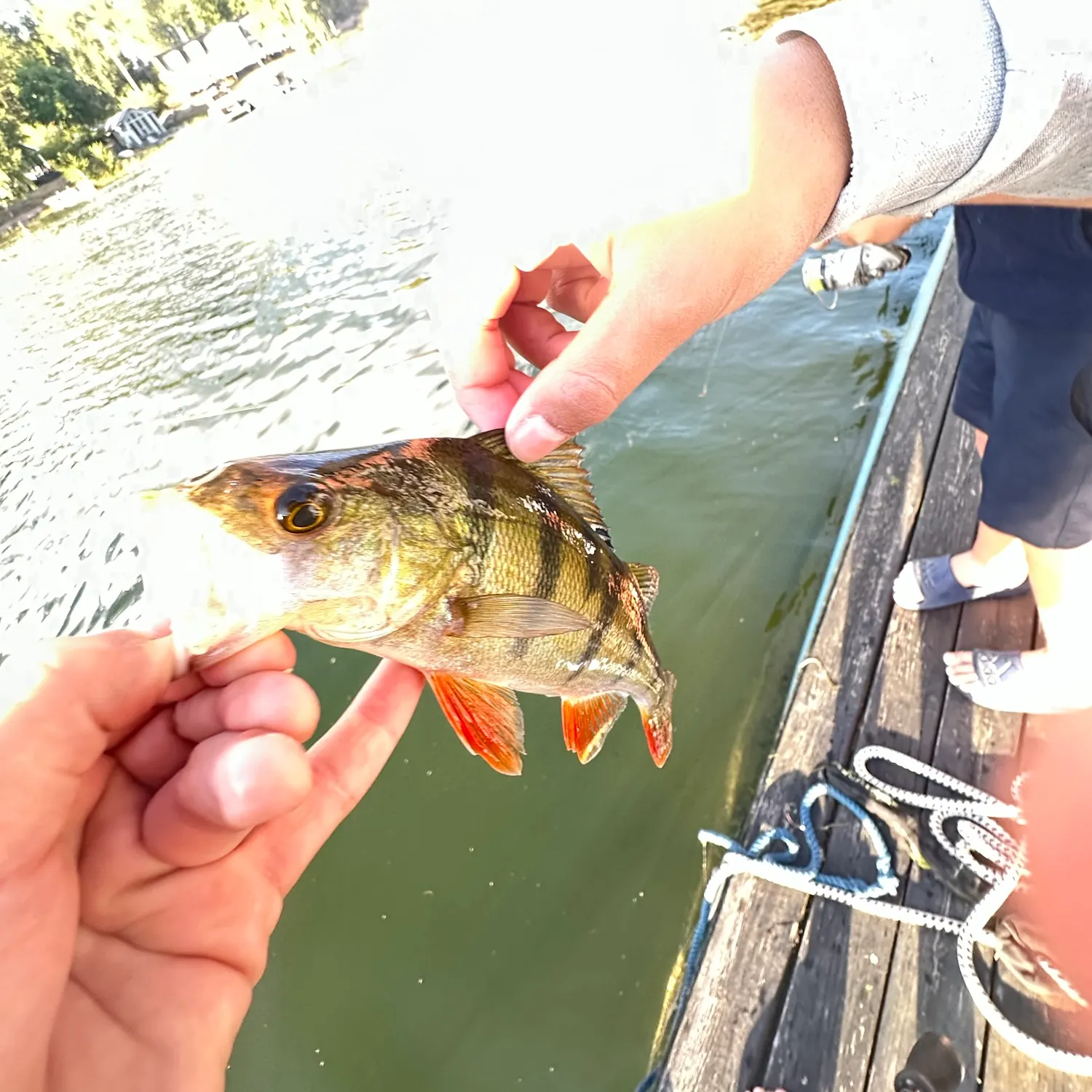 European perch caught on Fishbrain