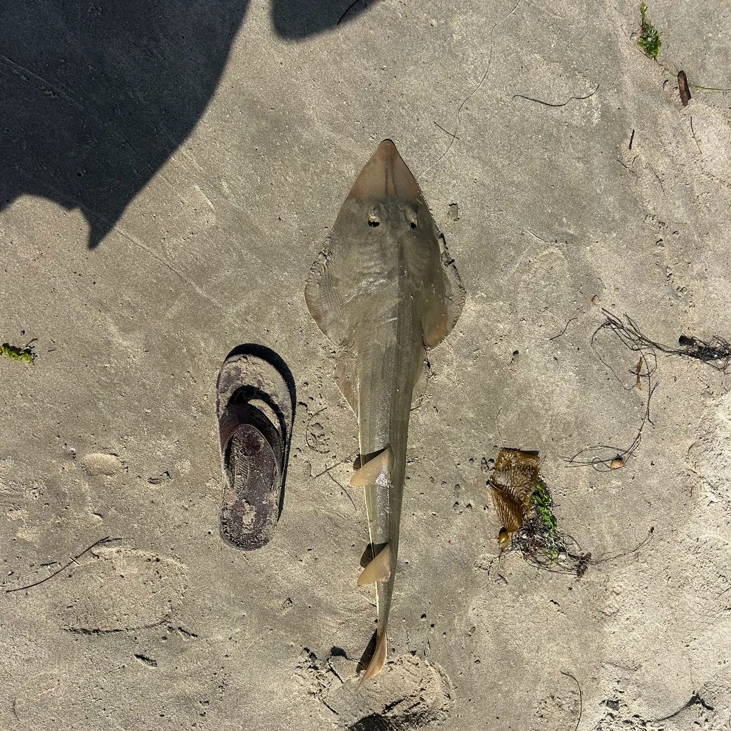 Pacific shovelnose guitarfish caught on Fishbrain