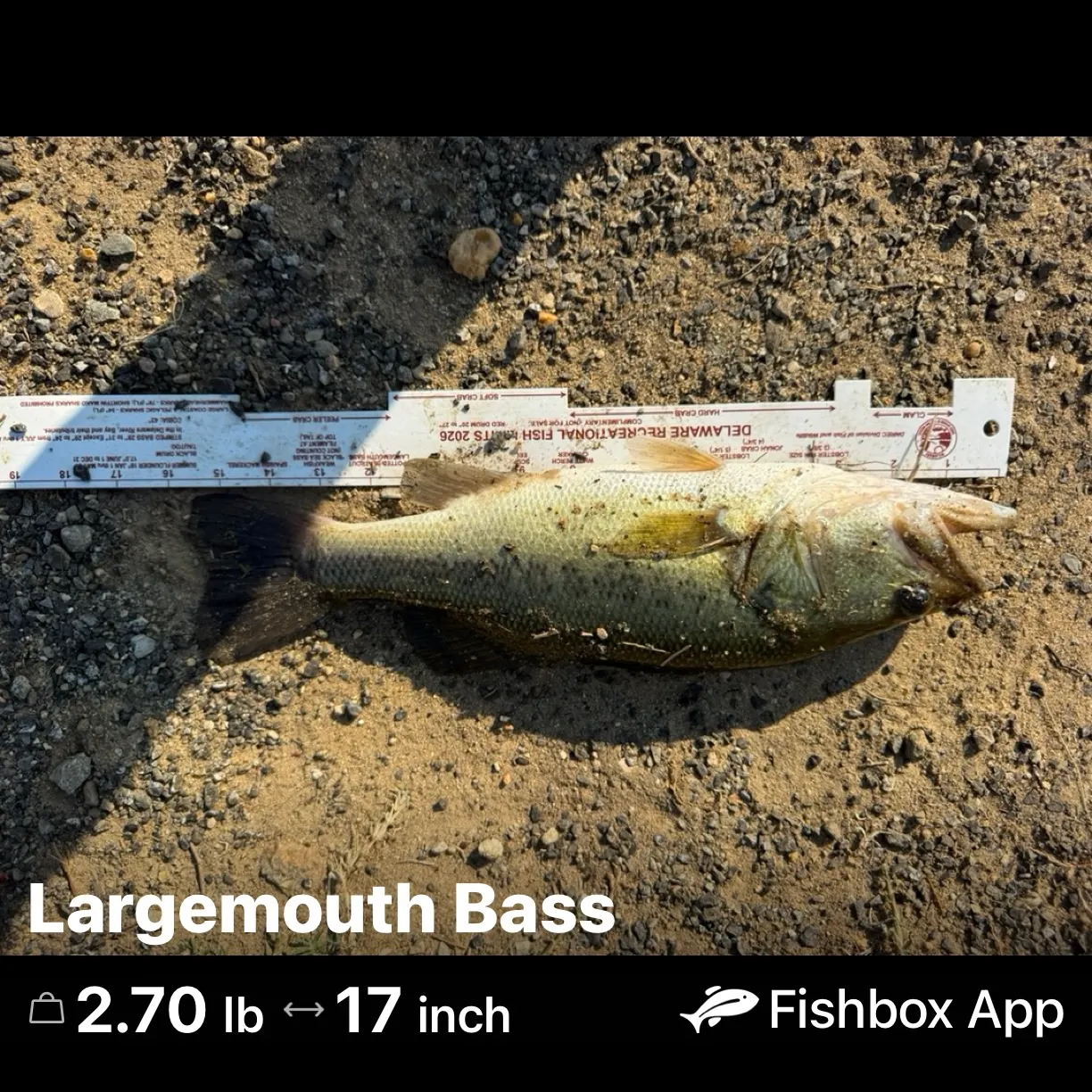 recently logged catches