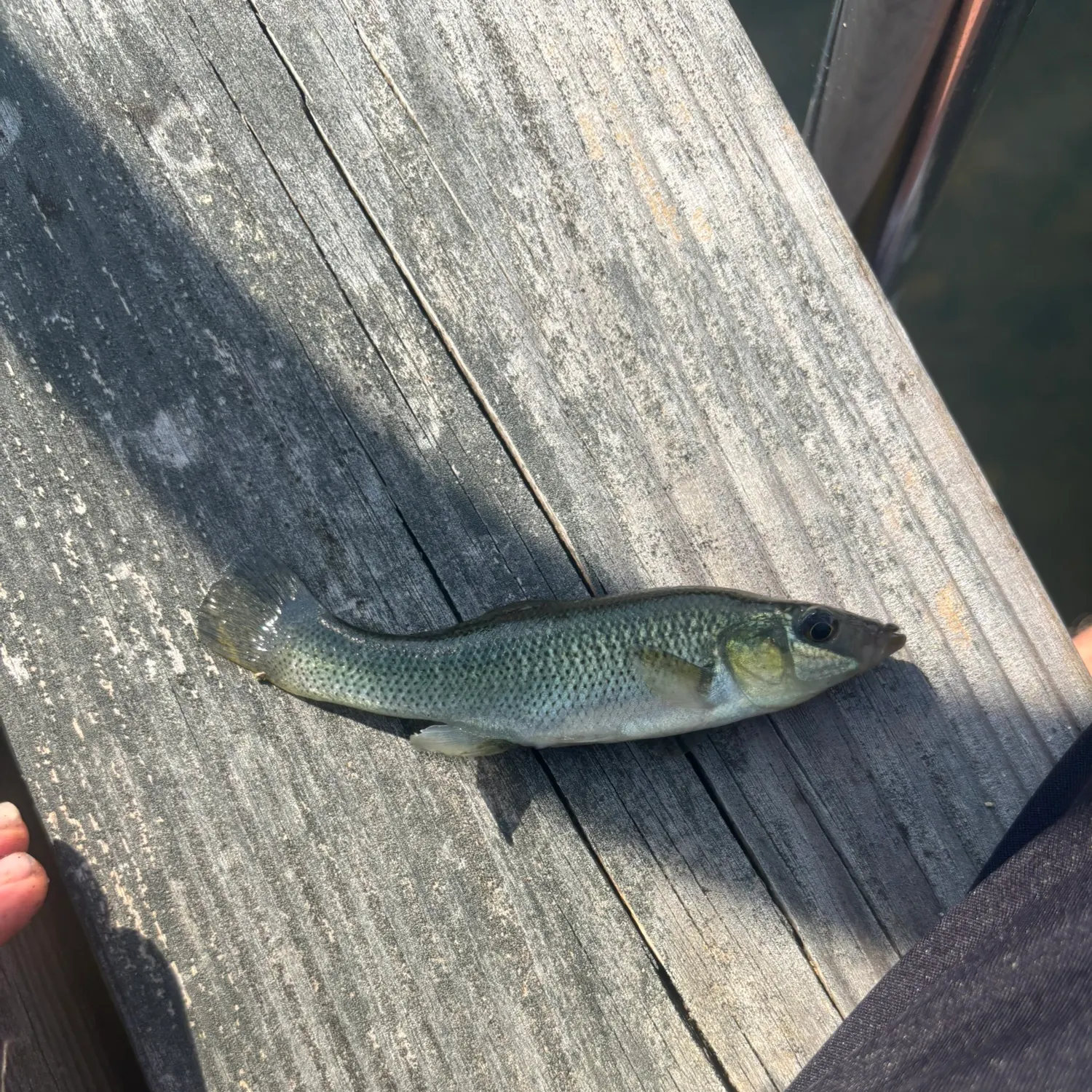 The most recent Seminole killifish catches on Fishbrain