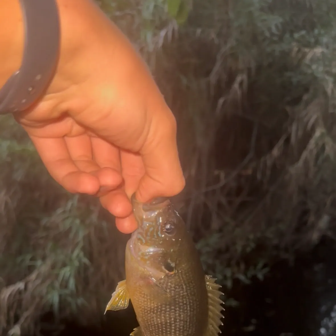 Green sunfish caught on Fishbrain