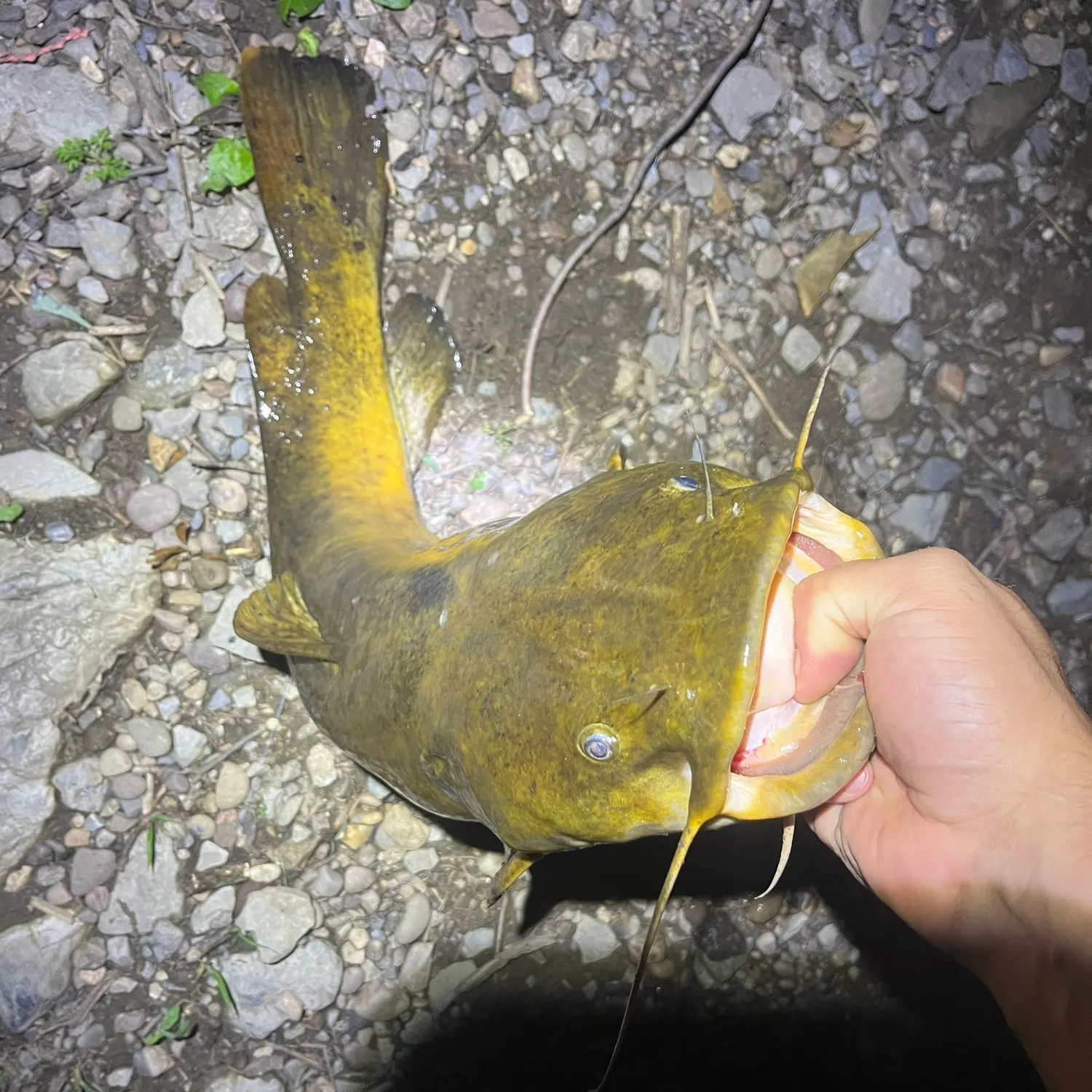 angler catch