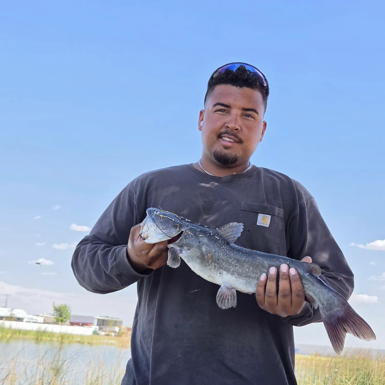 Blue catfish caught on Fishbrain