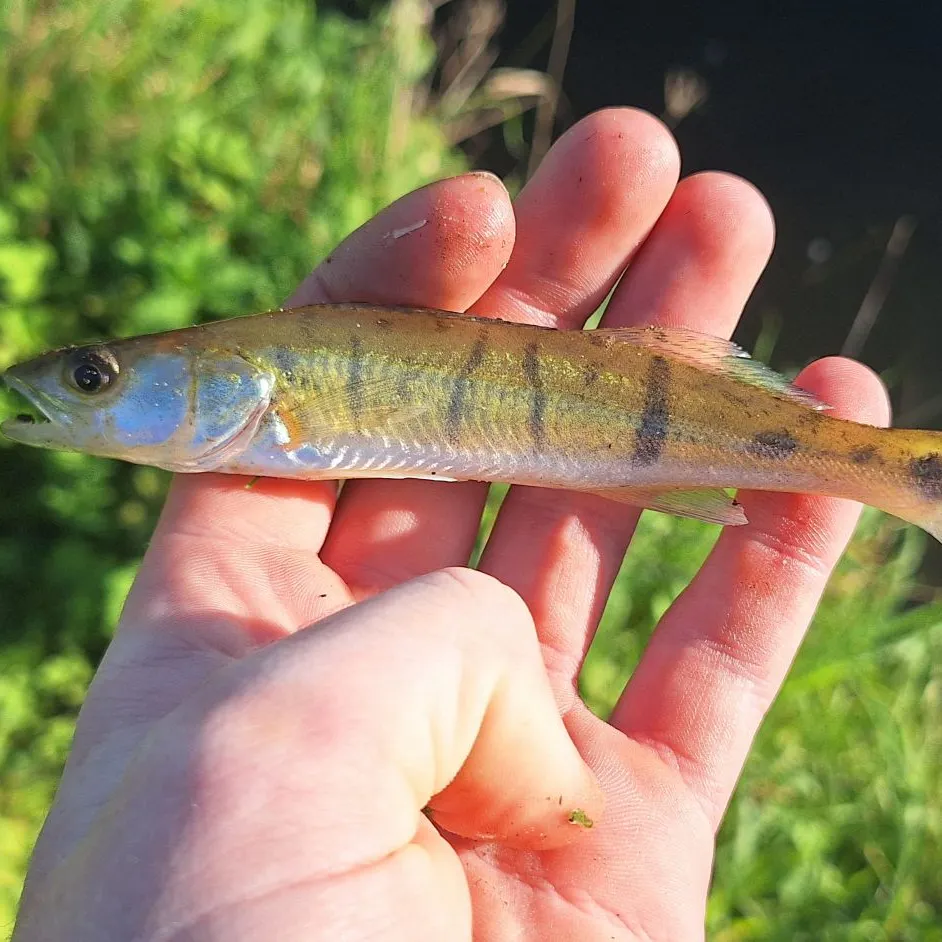Zander caught on Fishbrain