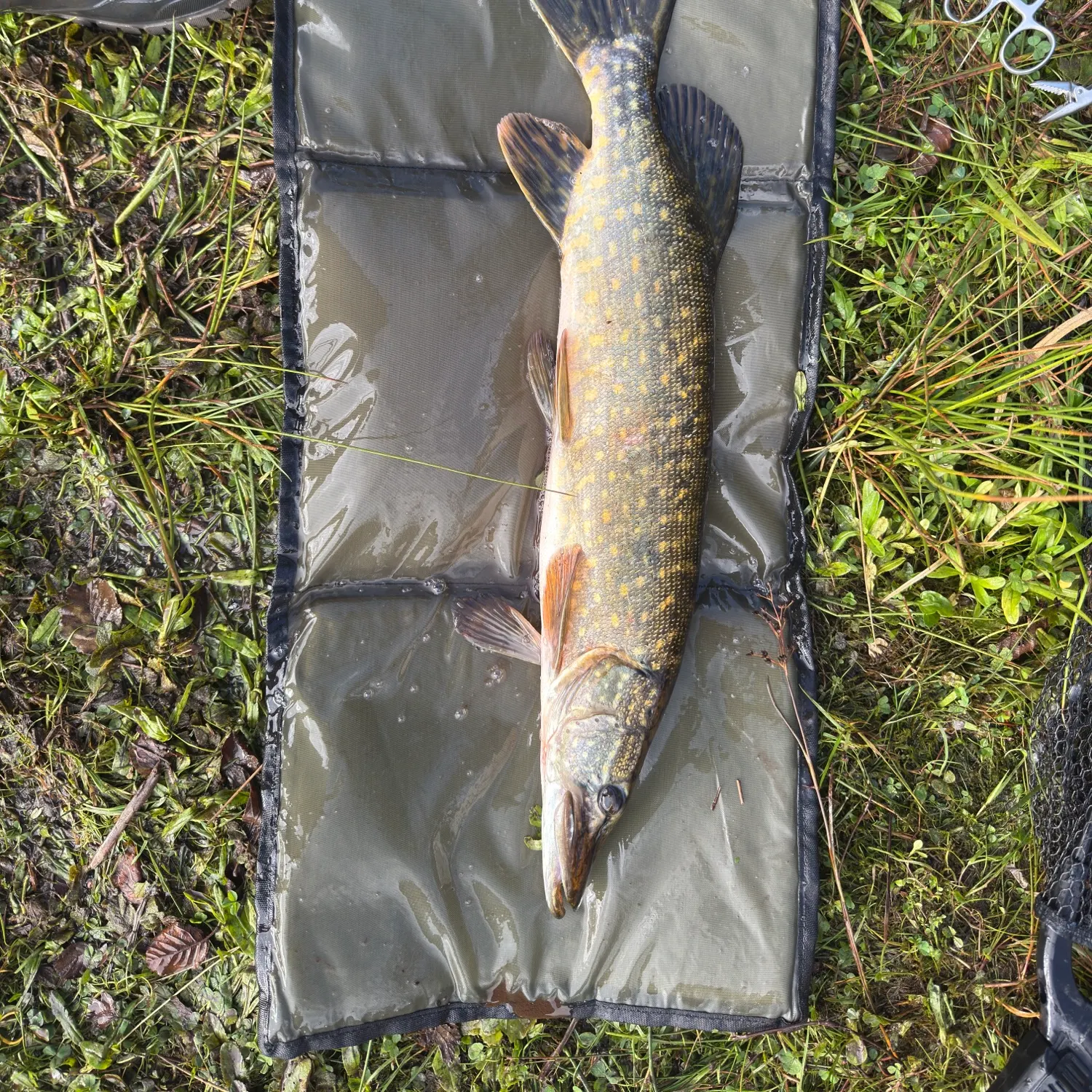 Northern pike caught on Fishbrain