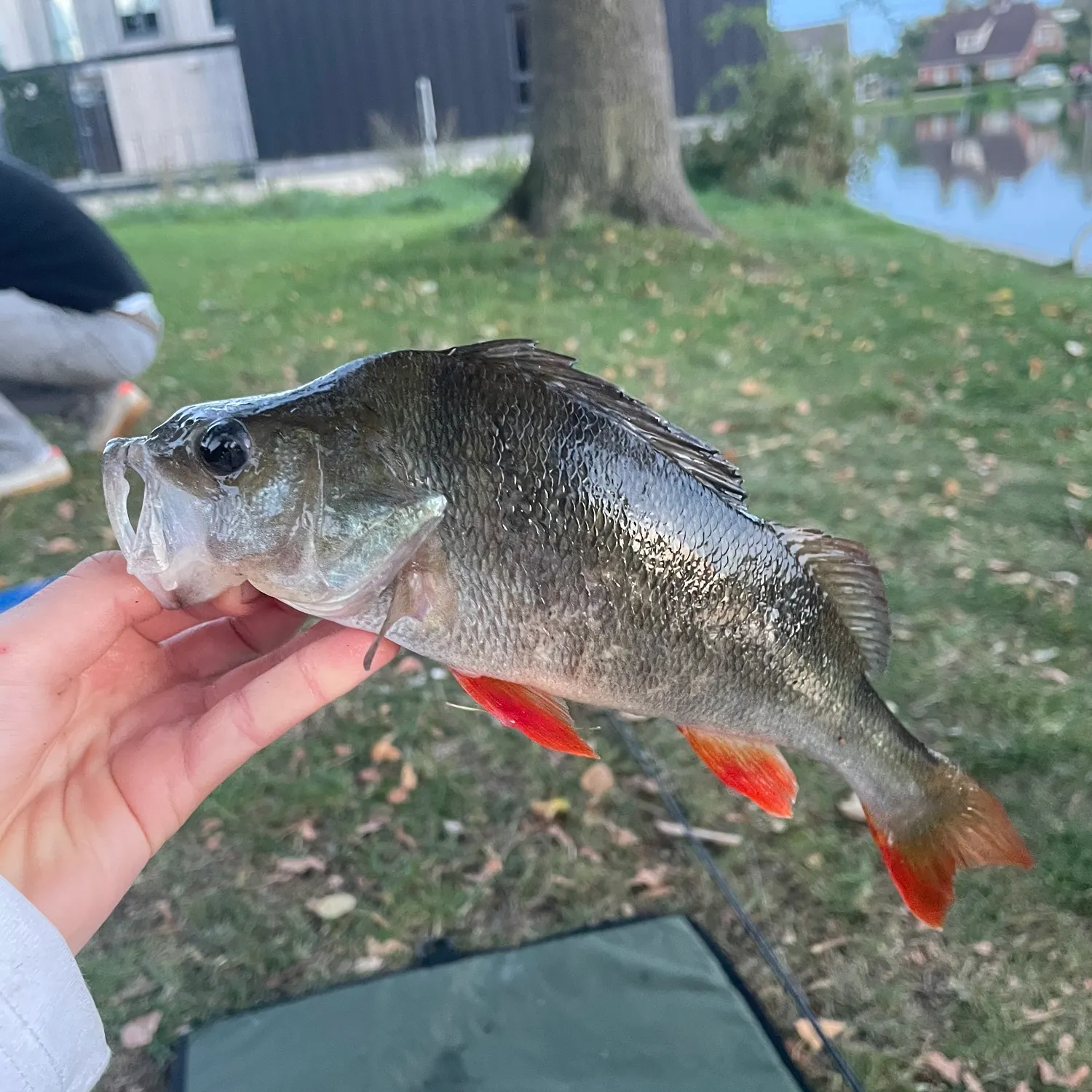 European perch caught on Fishbrain