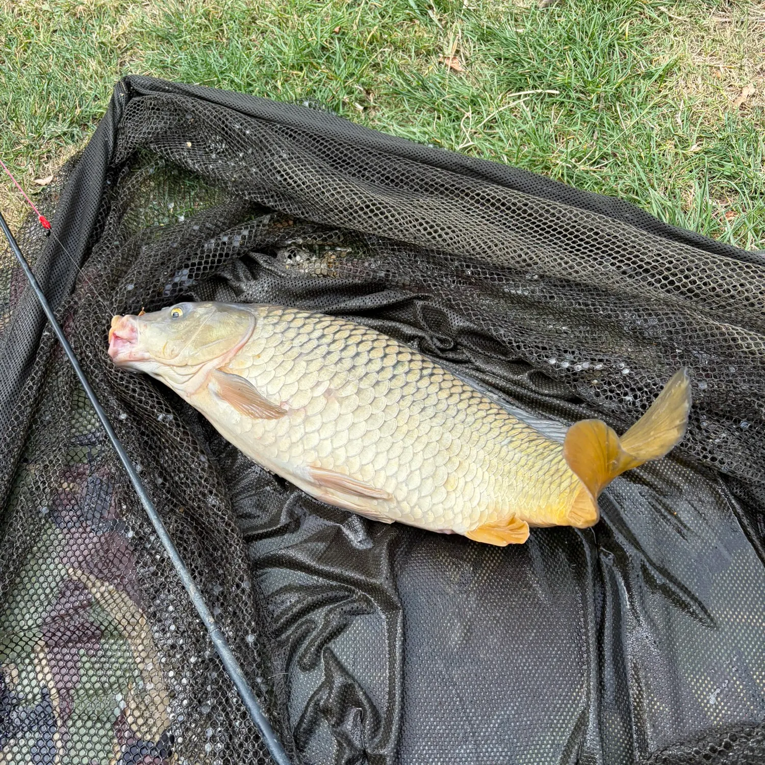 Common carp caught on Fishbrain