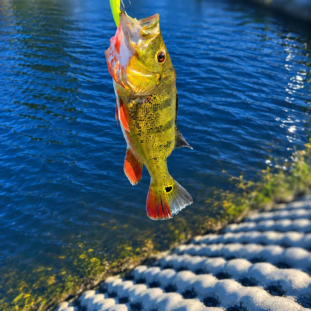 Butterfly peacock bass caught on Fishbrain