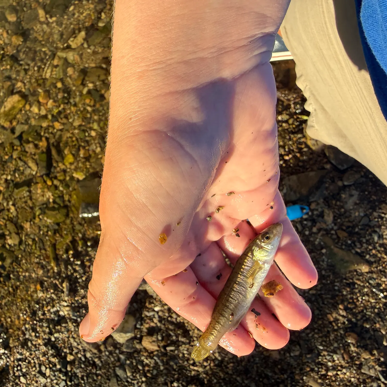 Banded killifish caught on Fishbrain