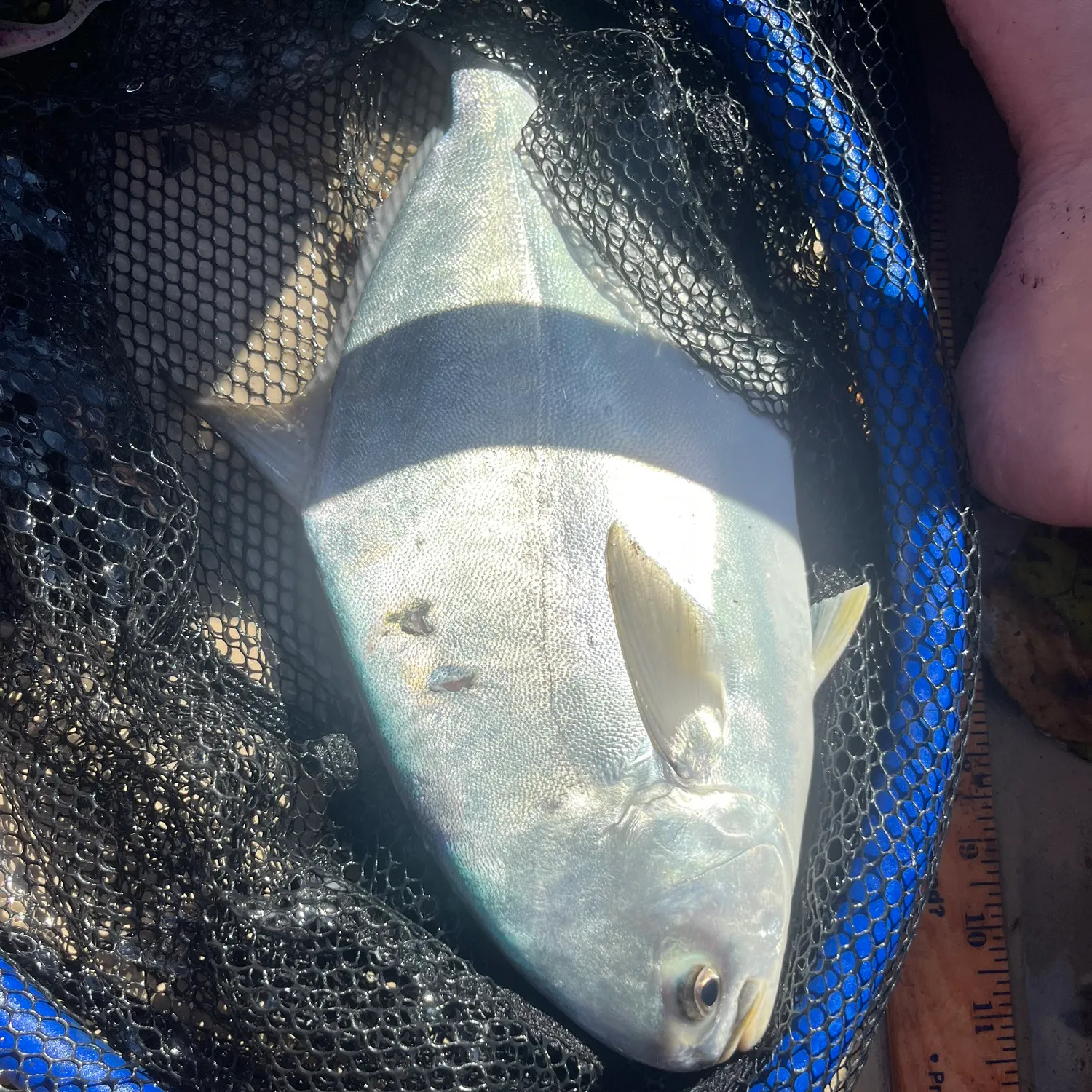 The most recent Florida pompano catches on Fishbrain