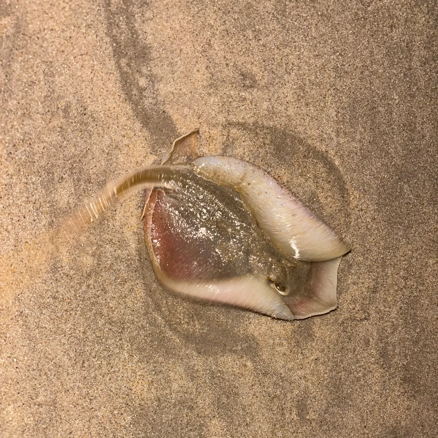 The most recent Atlantic stingray catches on Fishbrain