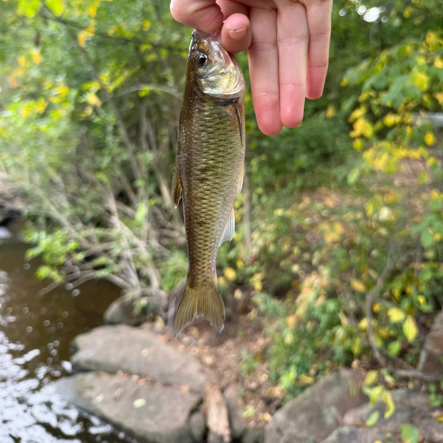 Common shiner caught on Fishbrain