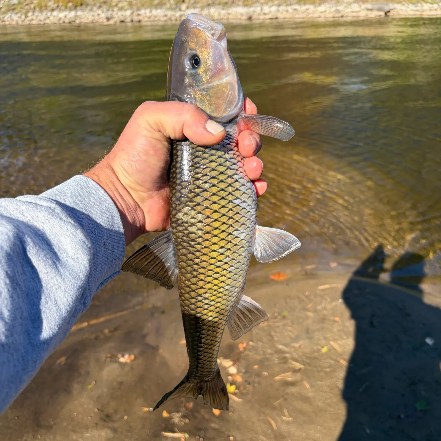 Fallfish caught on Fishbrain