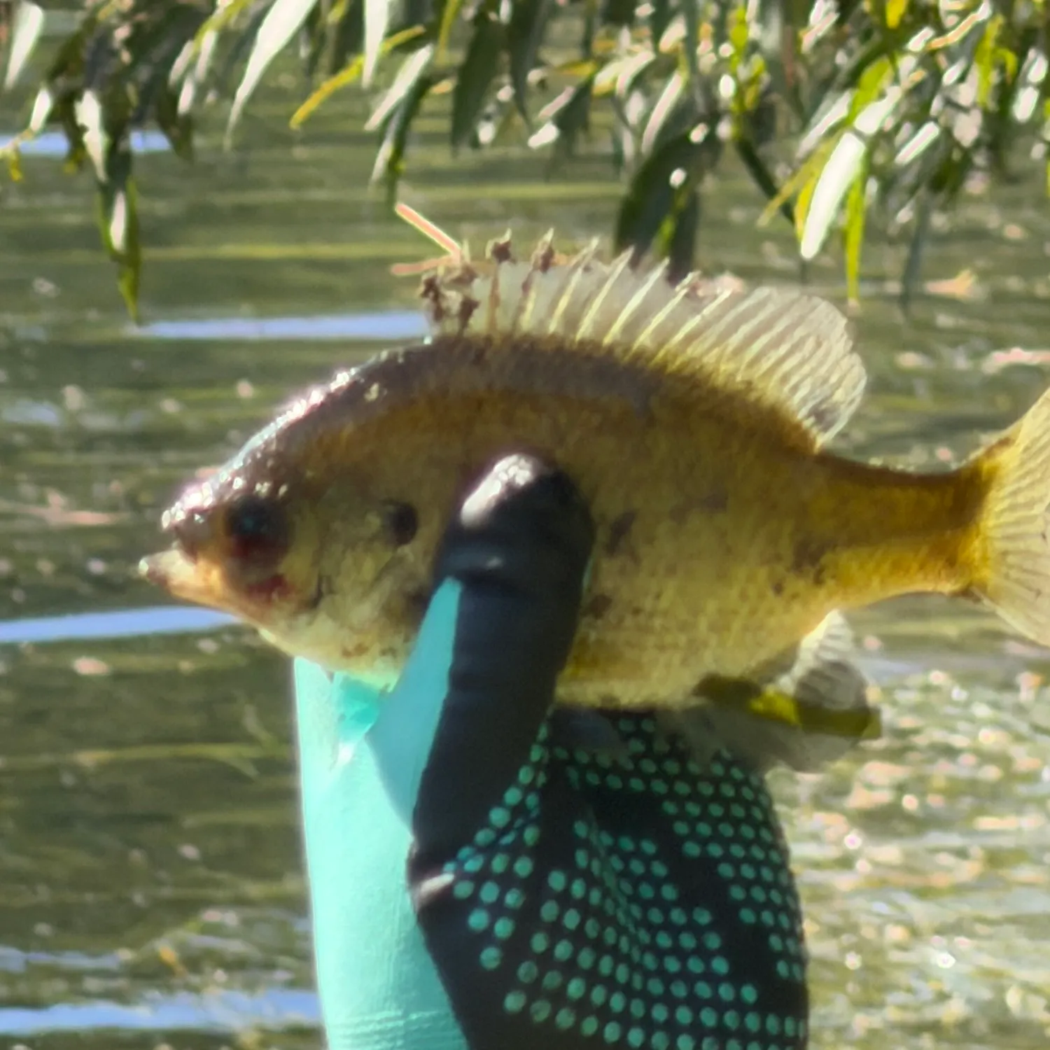 Bluegill caught on Fishbrain