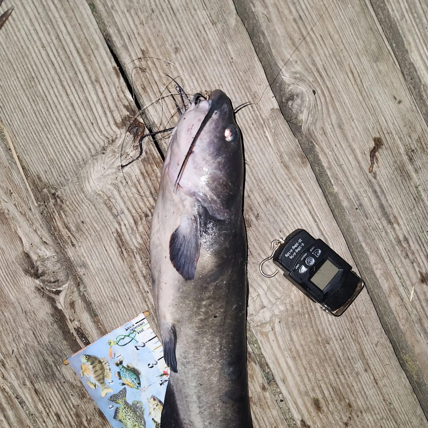 Channel catfish caught on Fishbrain