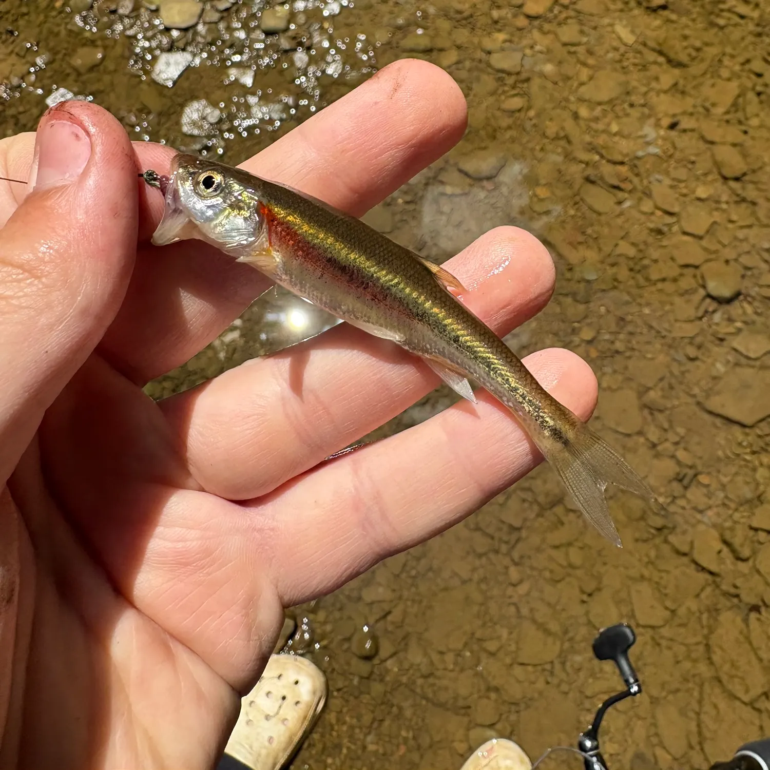 The most recent Redside dace catches on Fishbrain