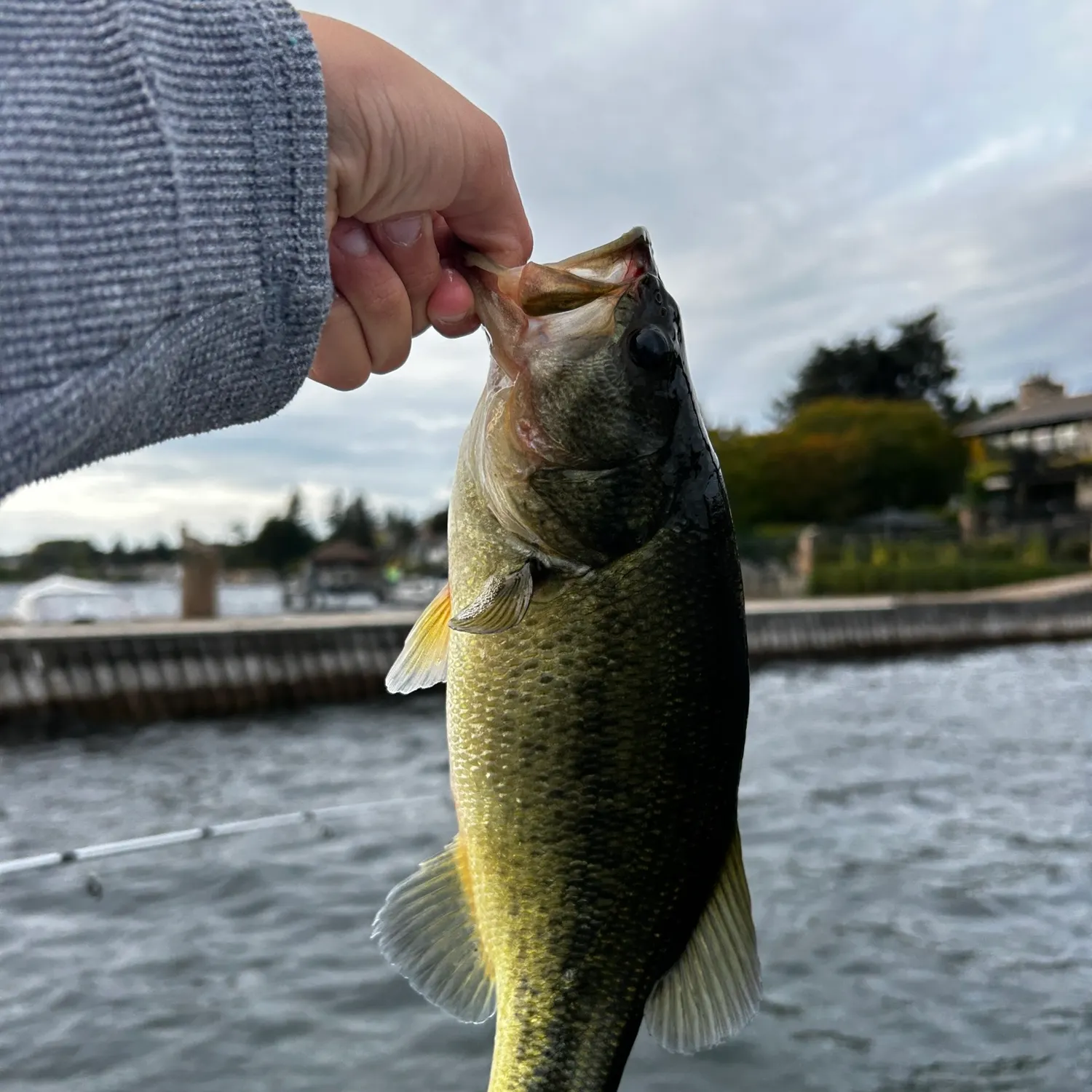 Fish caught on Fishbrain