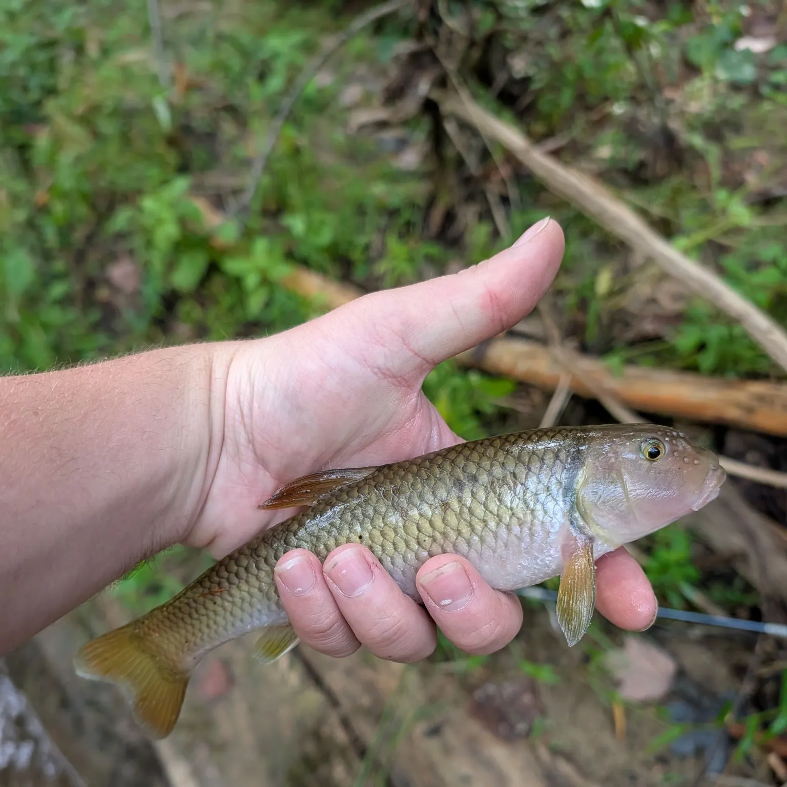 River chub caught on Fishbrain