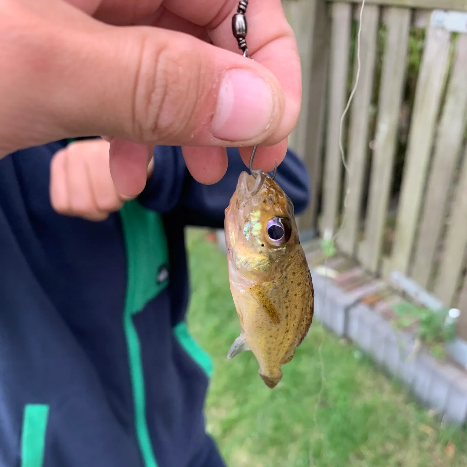 Fish caught on Fishbrain