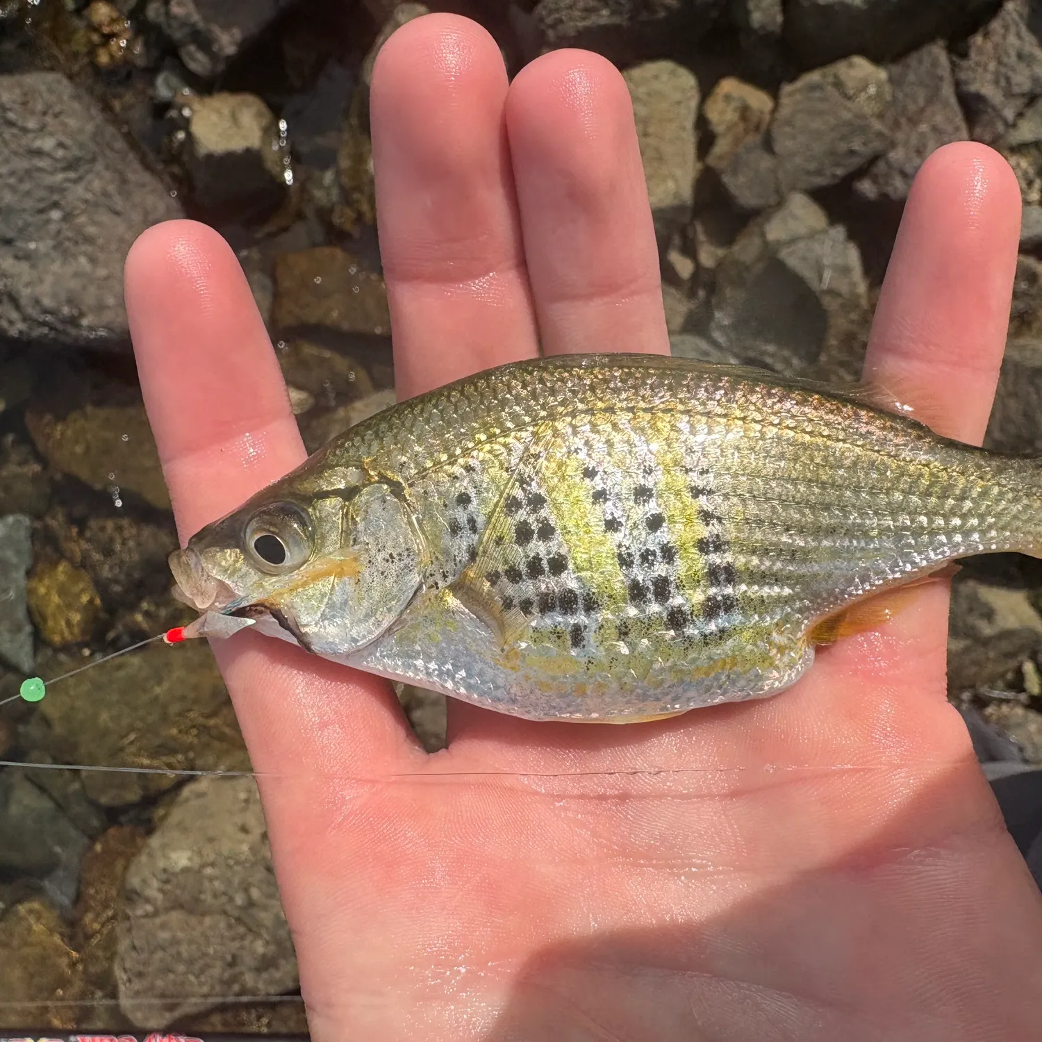 The most recent Shiner perch catches on Fishbrain