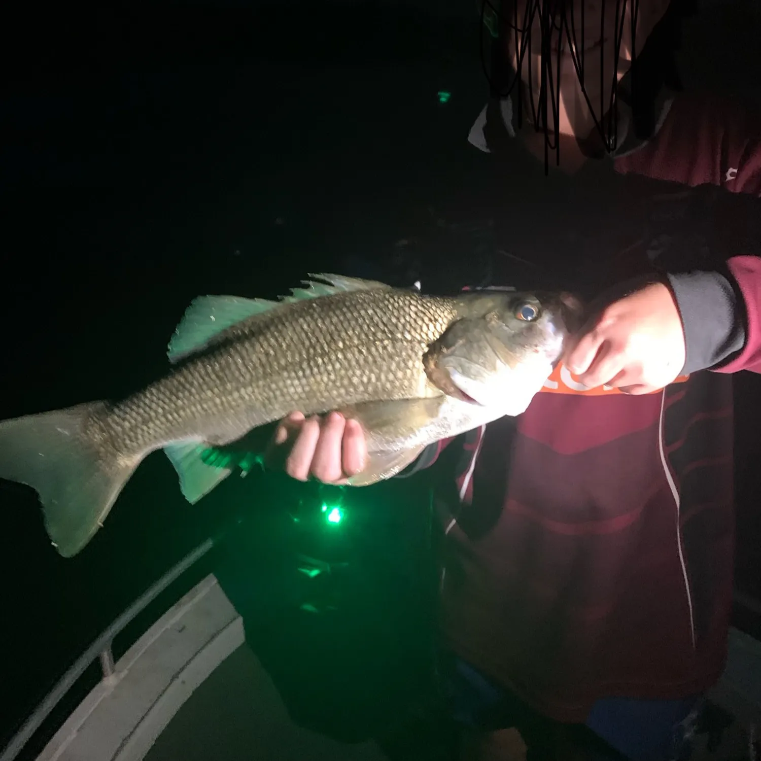 Australian bass caught on Fishbrain