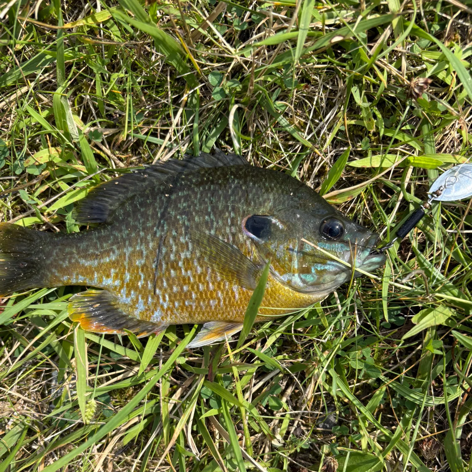 Greengill hybrid caught on Fishbrain