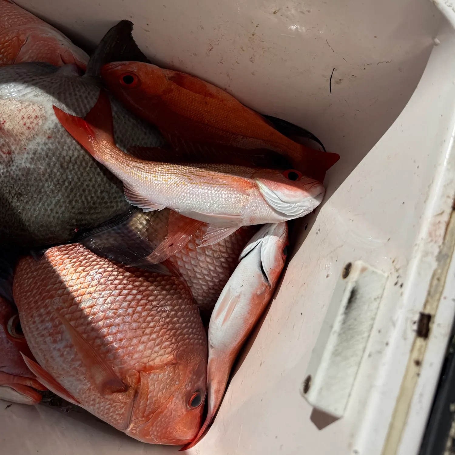 Vermilion snapper caught on Fishbrain