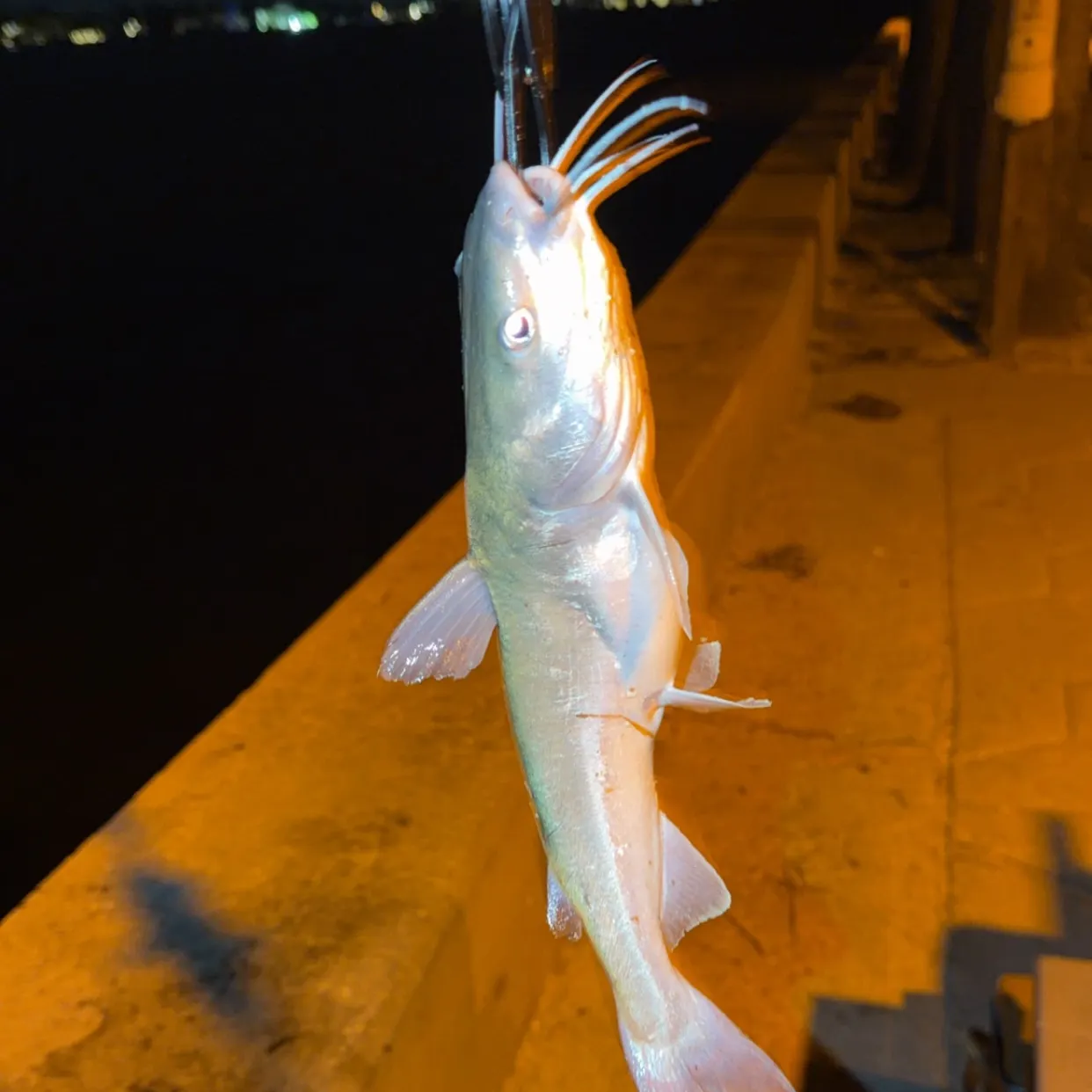 Hardhead sea catfish caught on Fishbrain