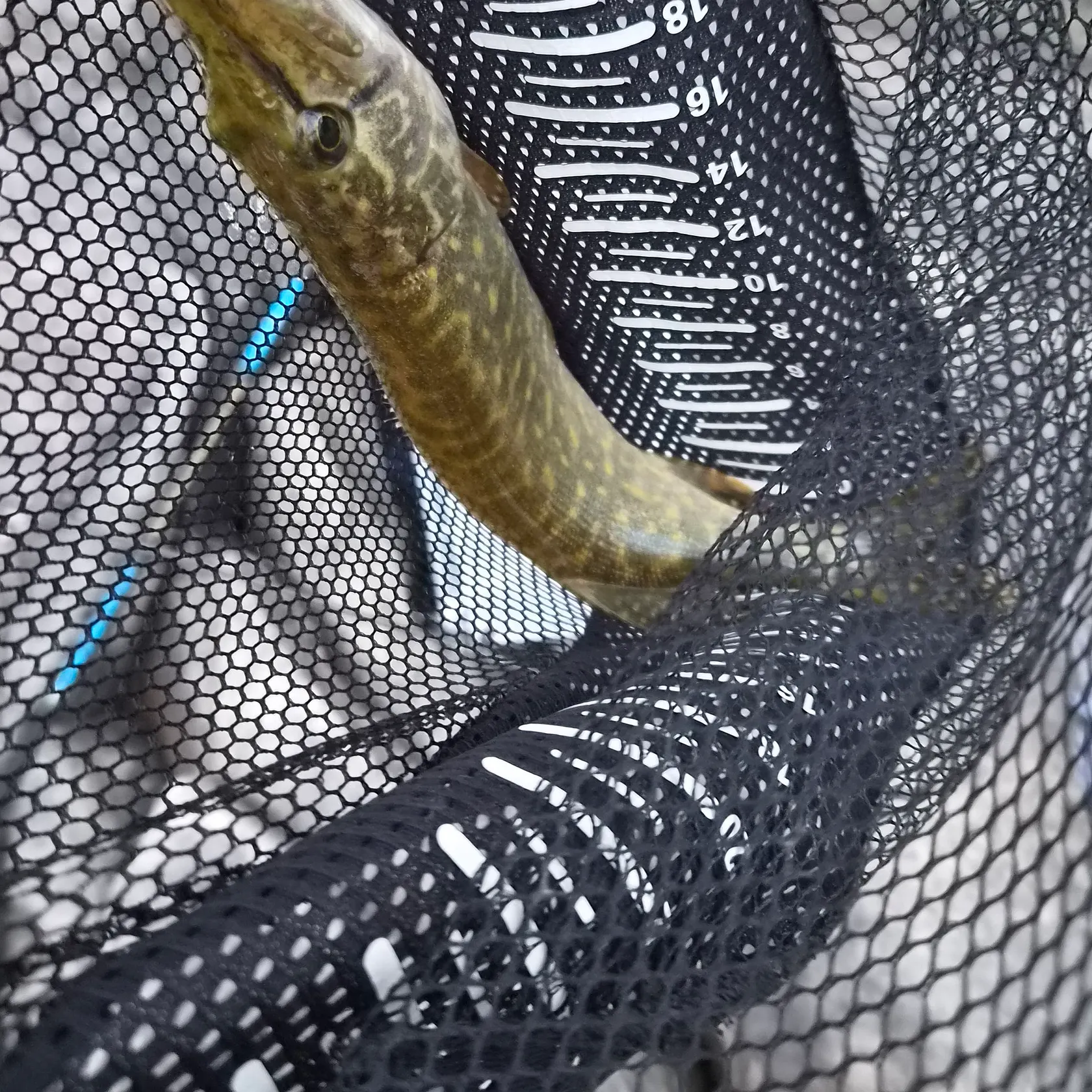 Northern pike caught on Fishbrain