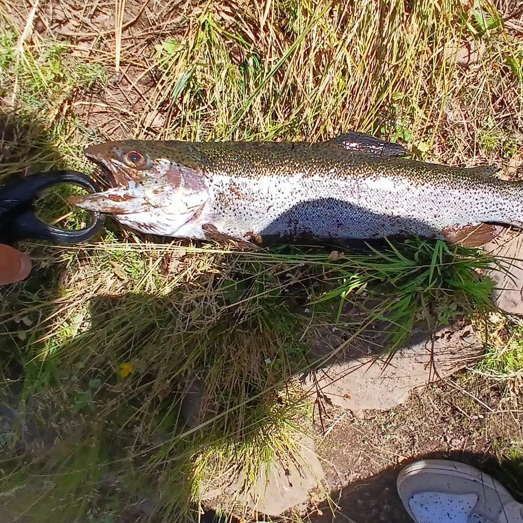 Rainbow trout caught on Fishbrain