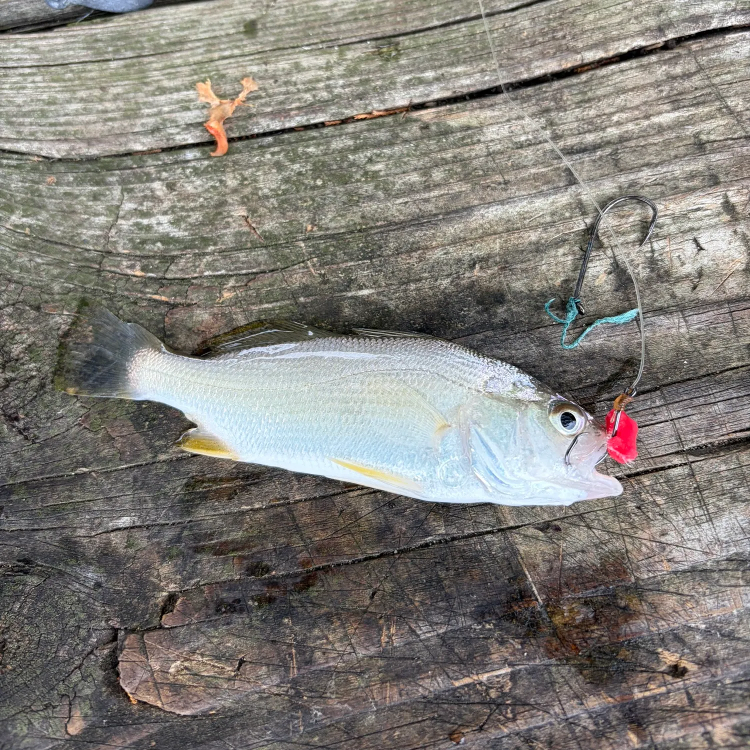 Silver perch caught on Fishbrain