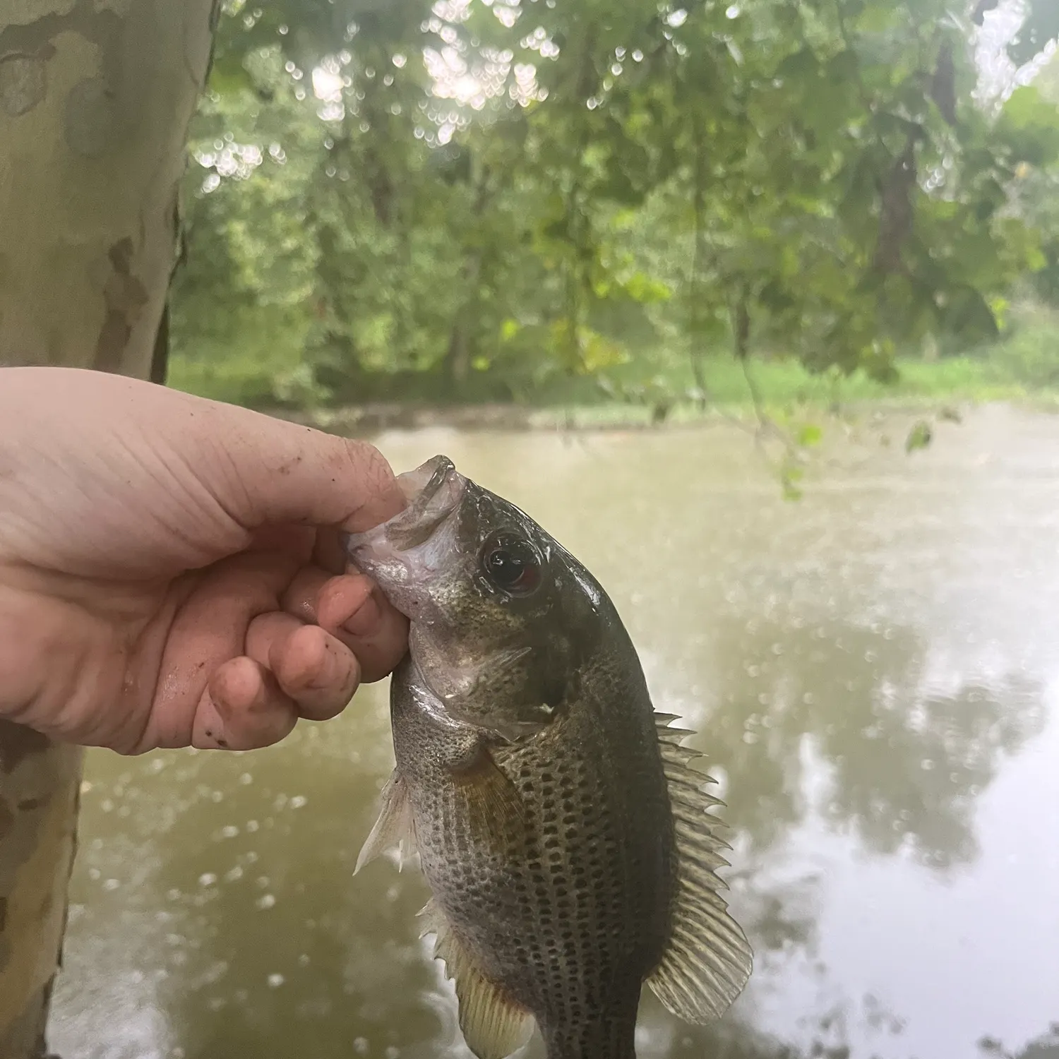 Rock bass caught on Fishbrain