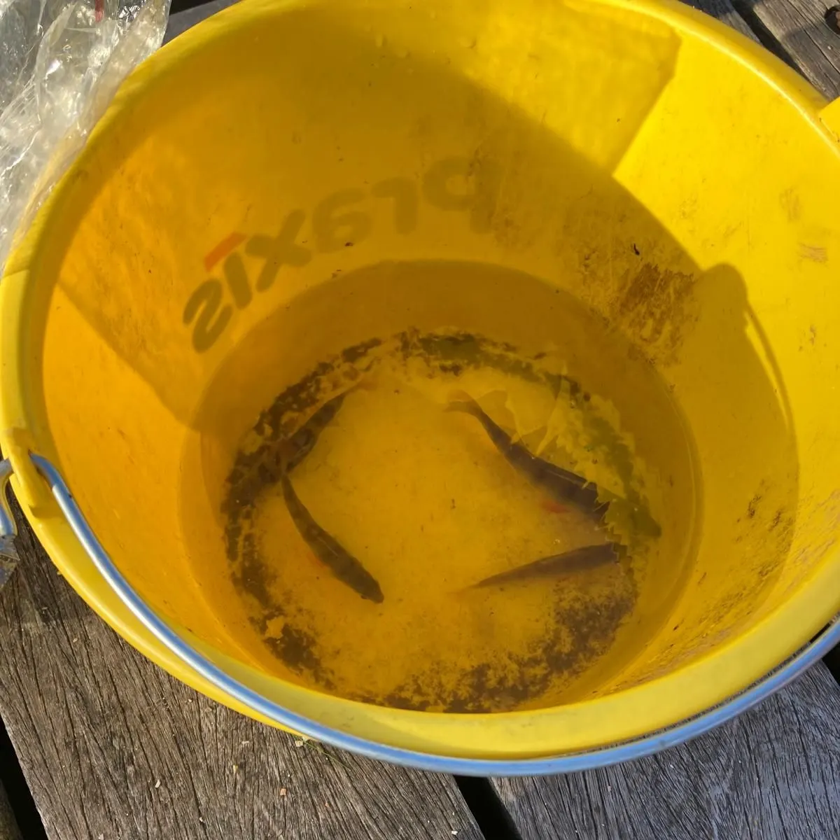 European eel caught on Fishbrain