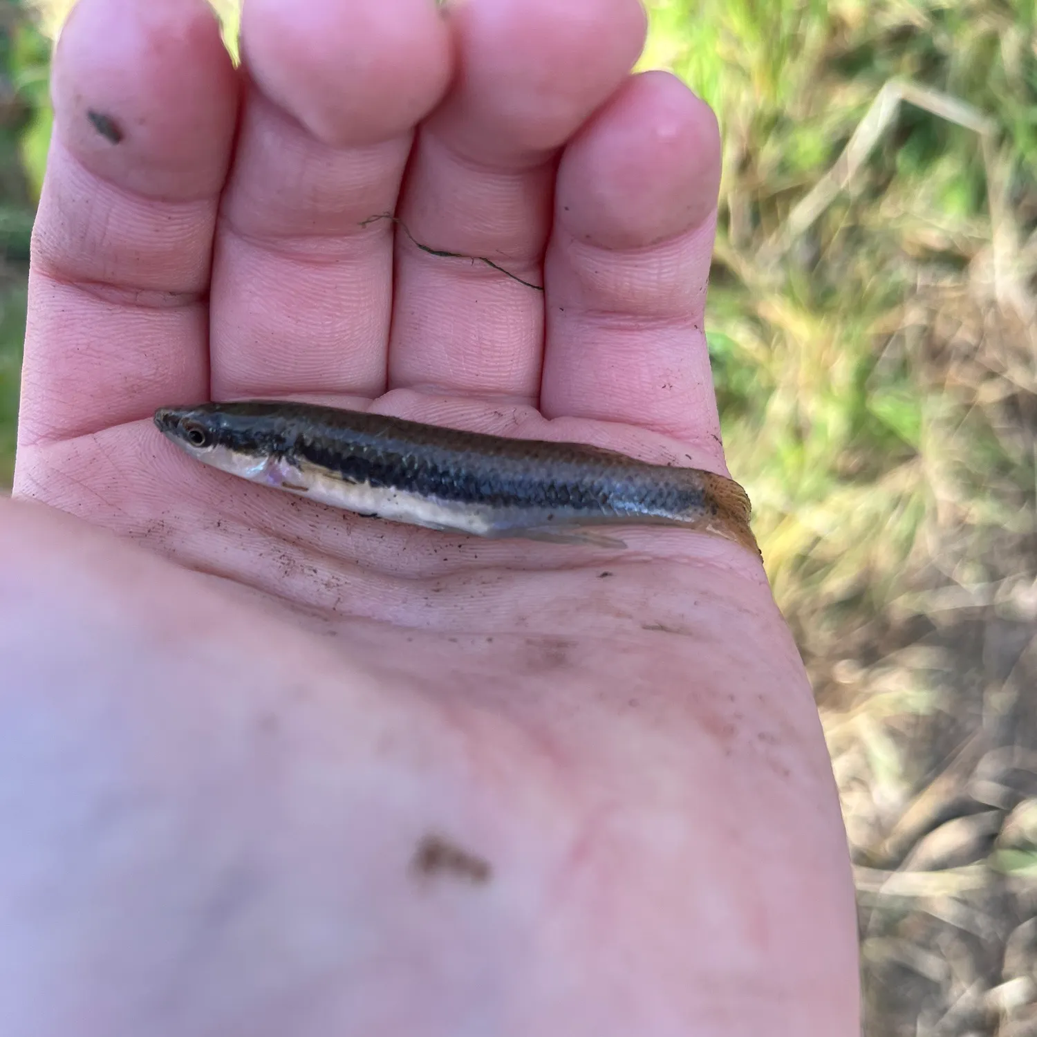 The most recent Blackstripe topminnow catches on Fishbrain