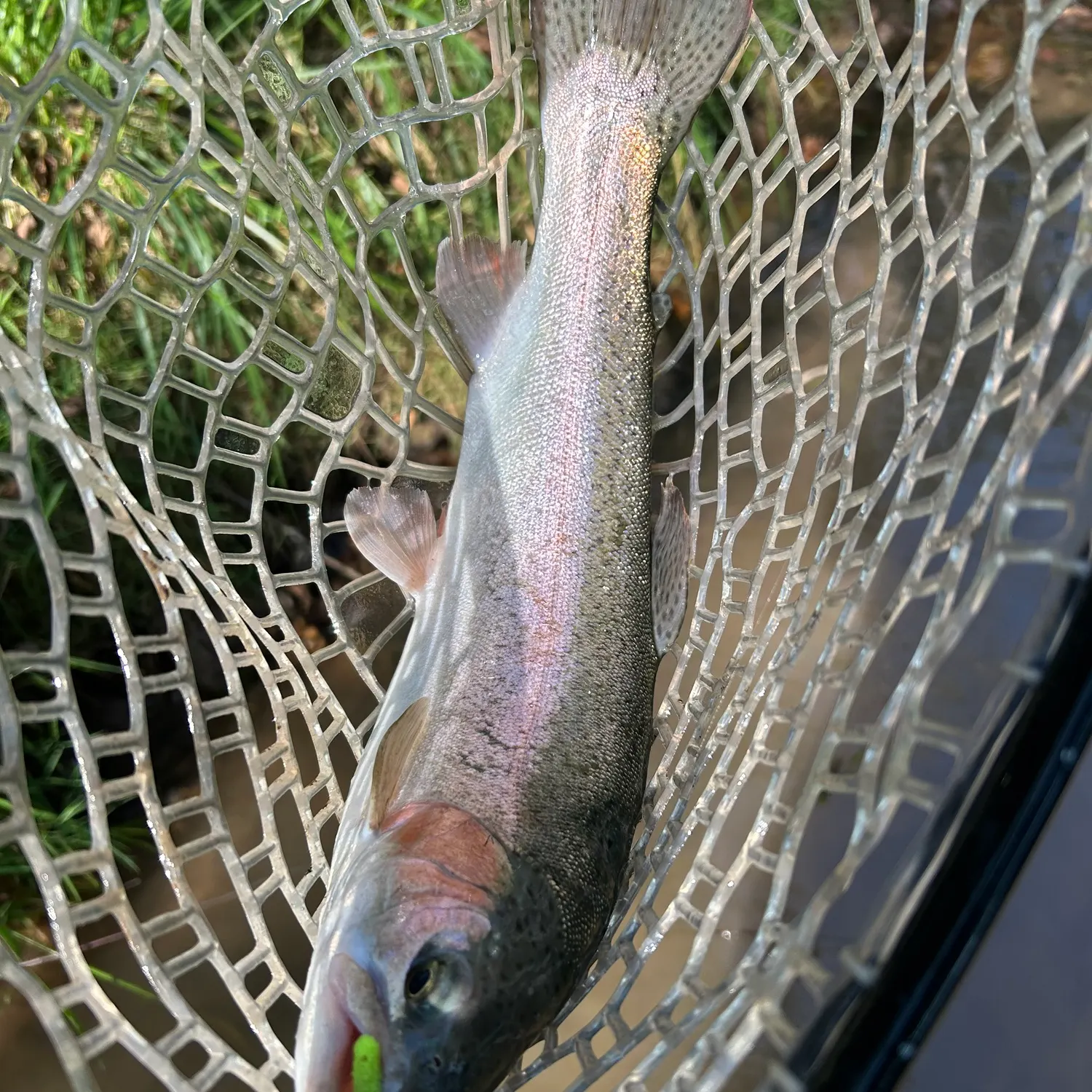 Rainbow trout caught on Fishbrain