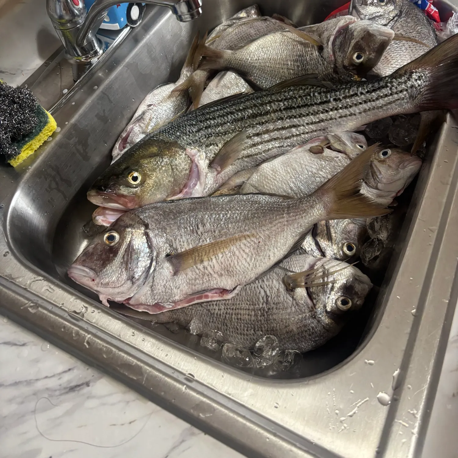 recently logged catches