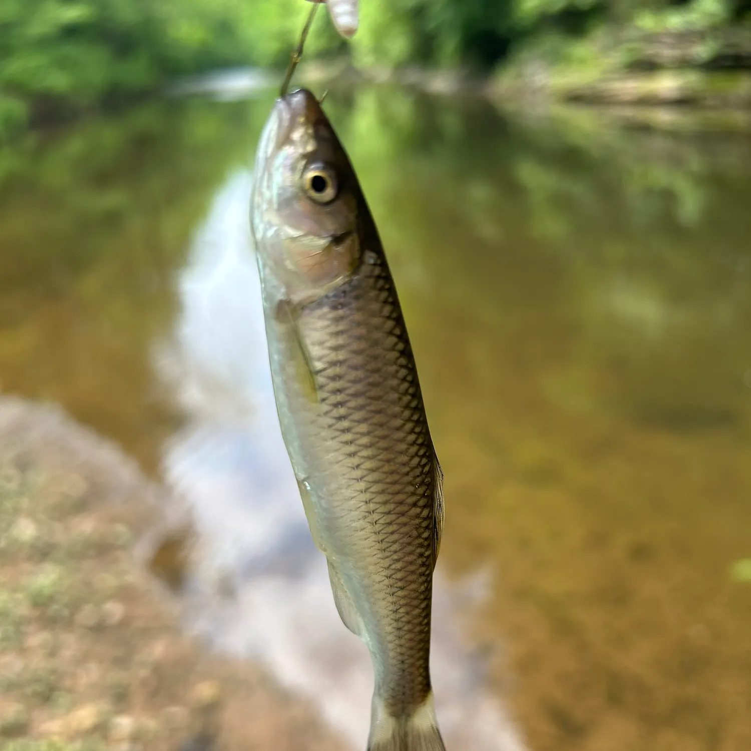 The most recent Whitetail shiner catches on Fishbrain