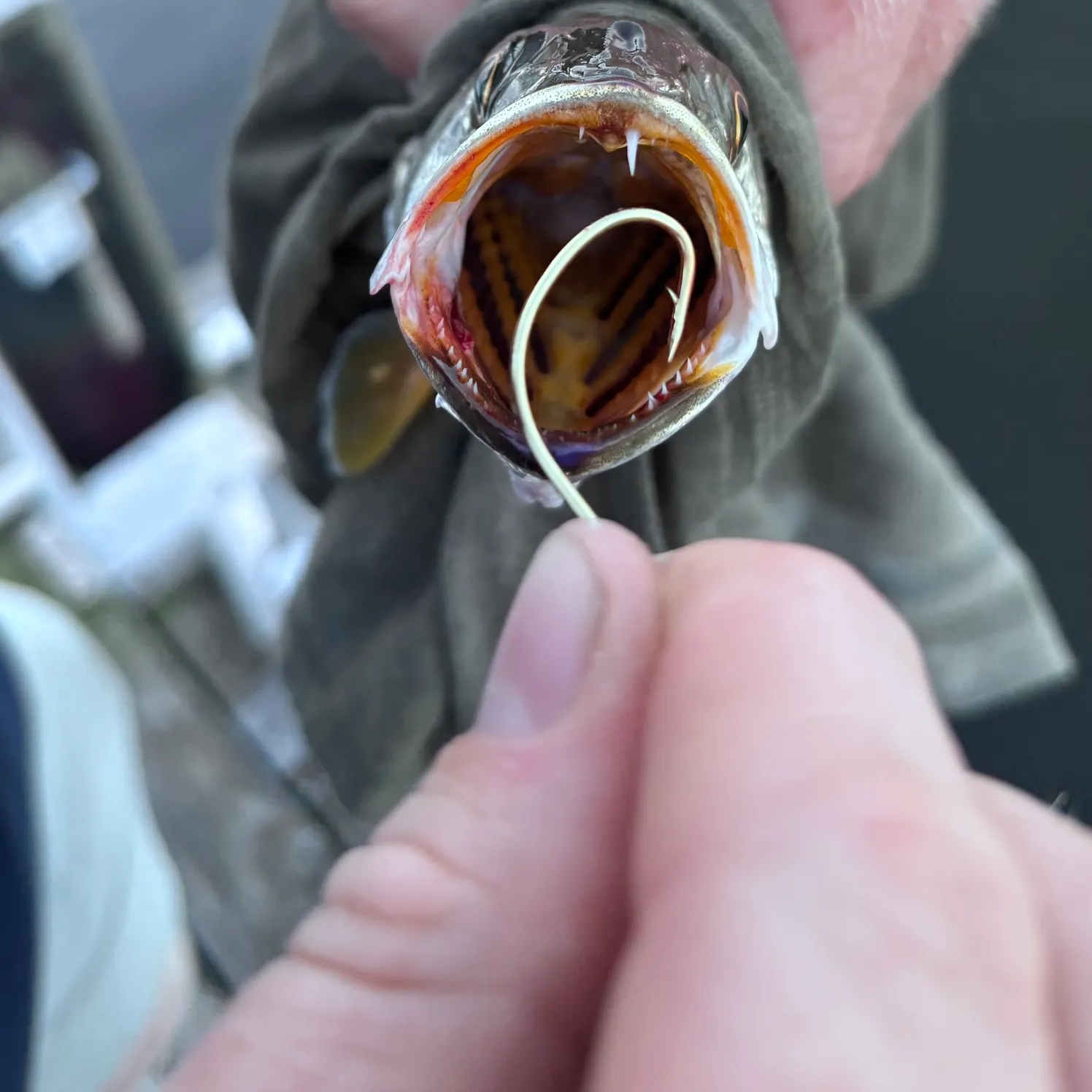 Gray weakfish caught on Fishbrain
