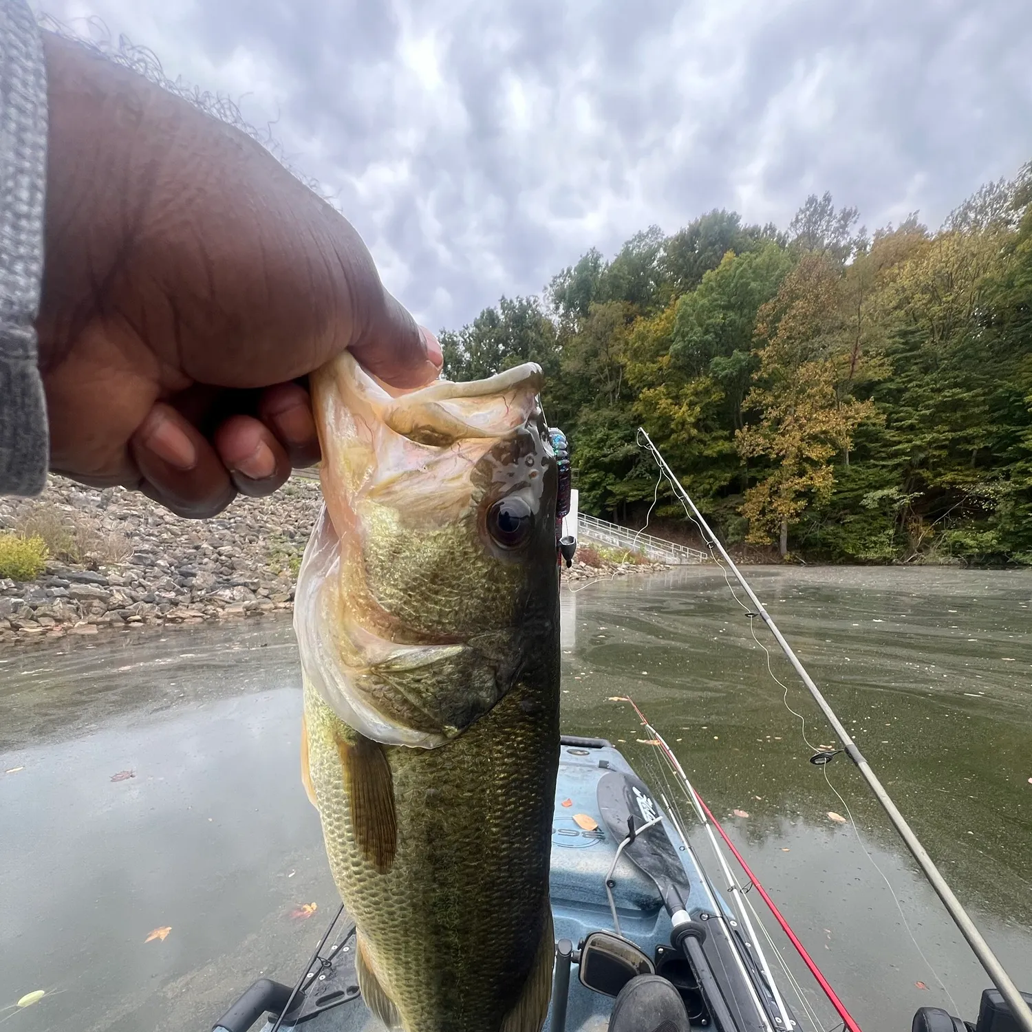 Largemouth bass caught on Fishbrain