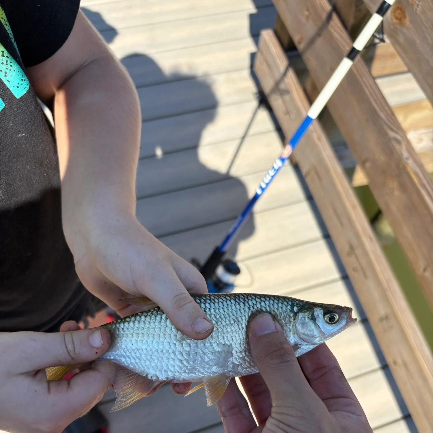 Golden shiner caught on Fishbrain