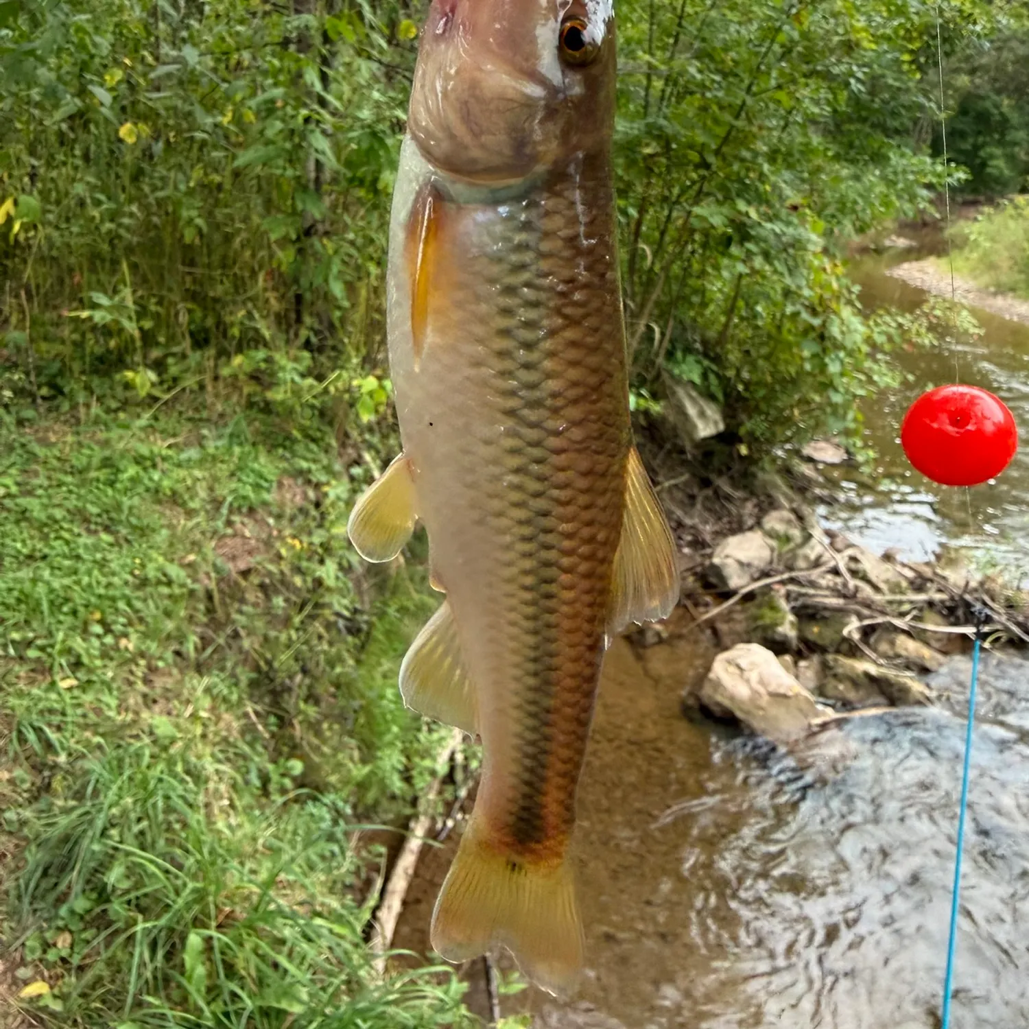The most recent River chub catches on Fishbrain
