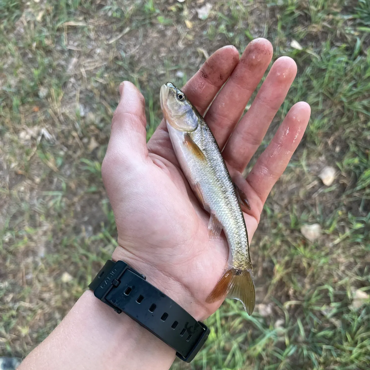 Creek chub caught on Fishbrain