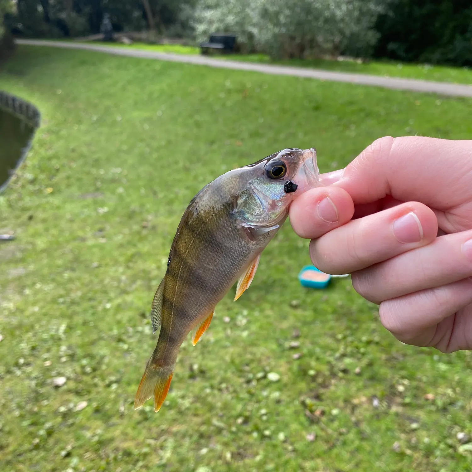 European perch caught on Fishbrain