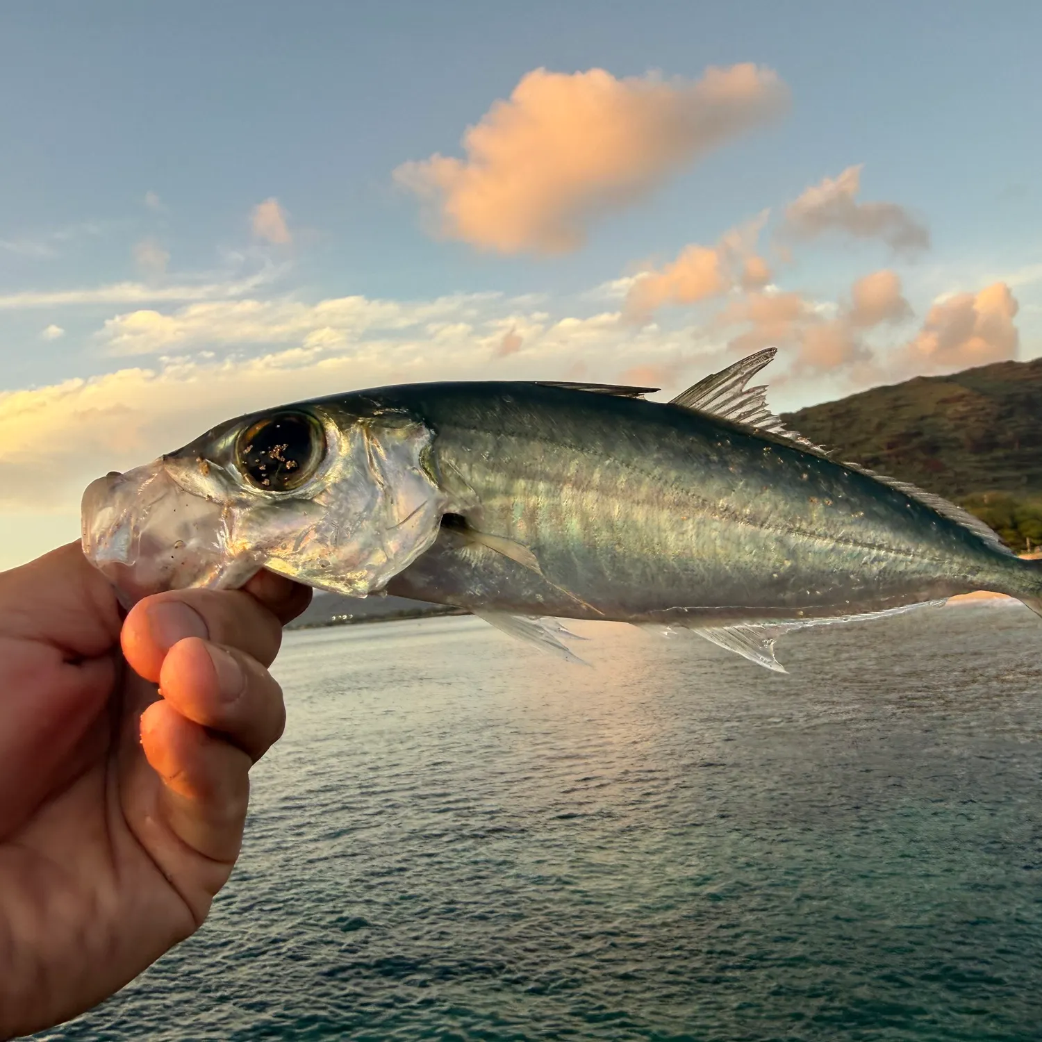 The most recent Bigeye scad catches on Fishbrain