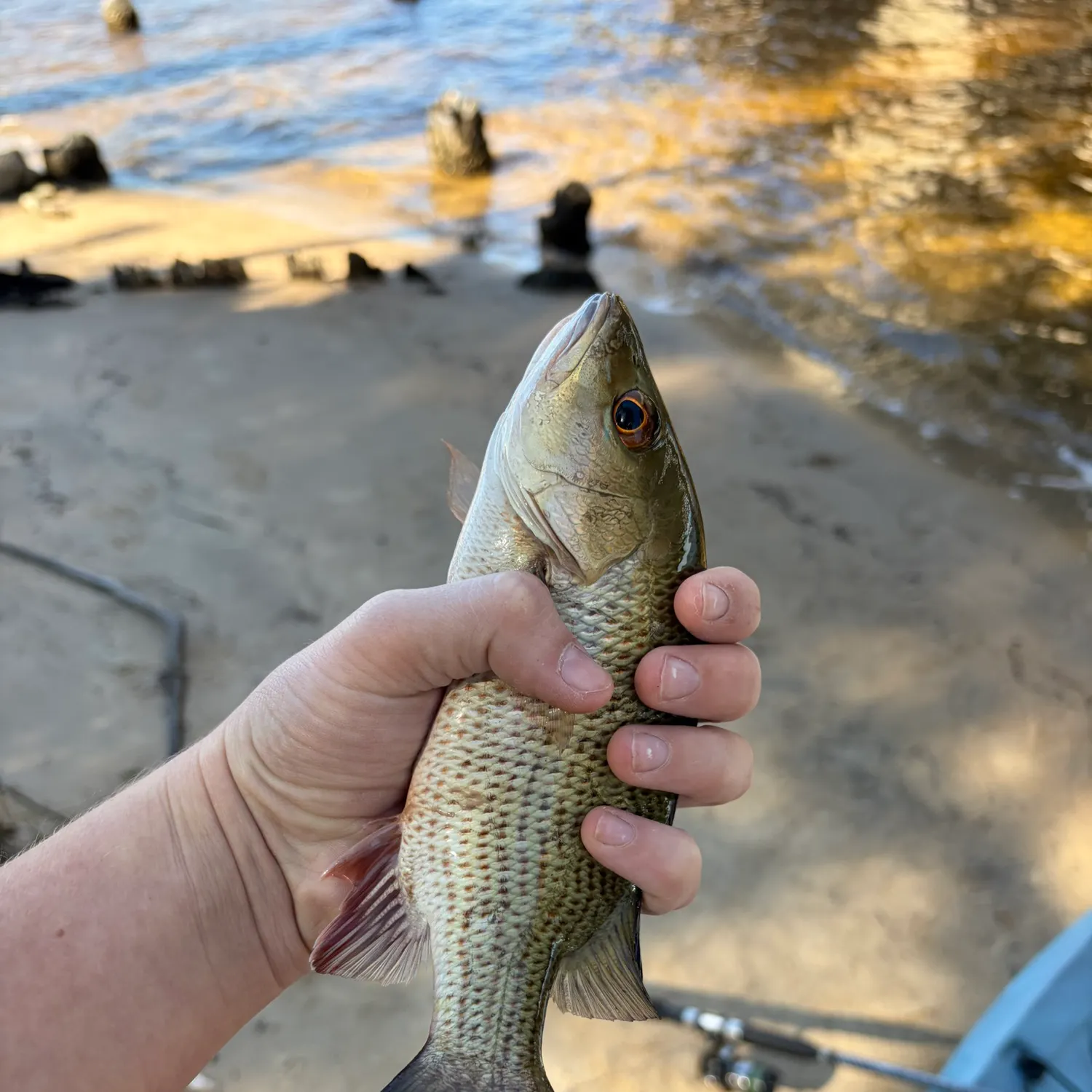 Mangrove snapper caught on Fishbrain