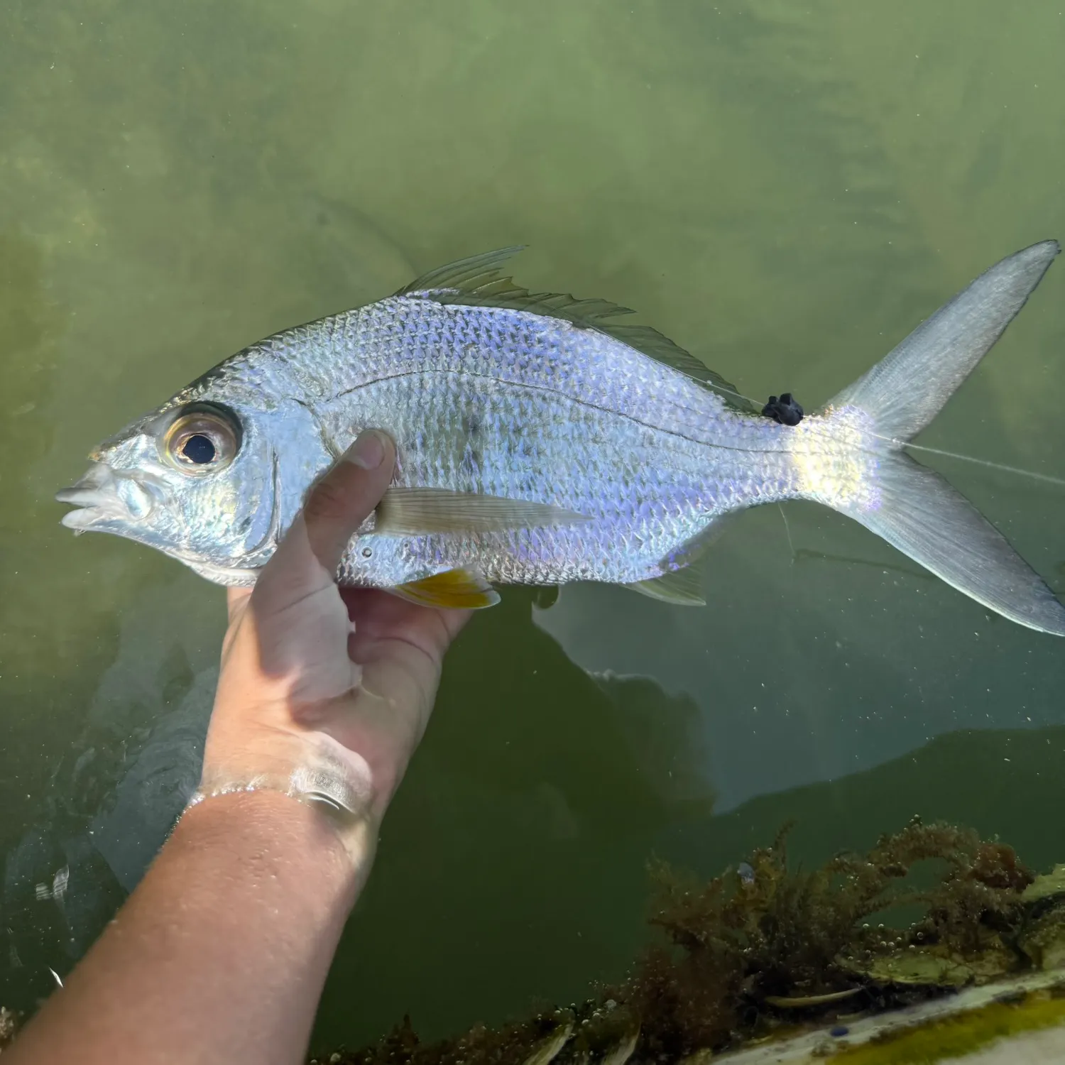 The most recent Yellowfin mojarra catches on Fishbrain