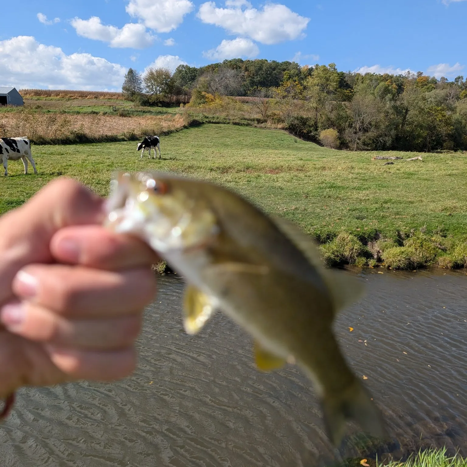 The most recent Walleye catches on Fishbrain