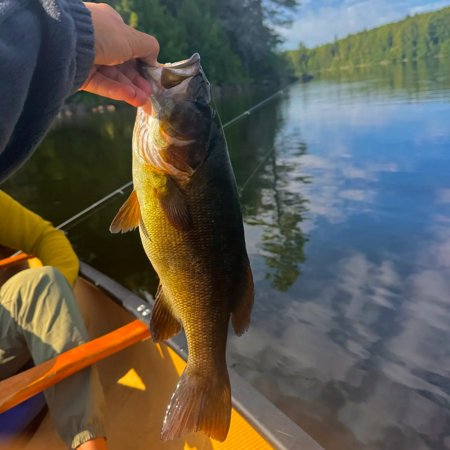 Smallmouth bass caught on Fishbrain