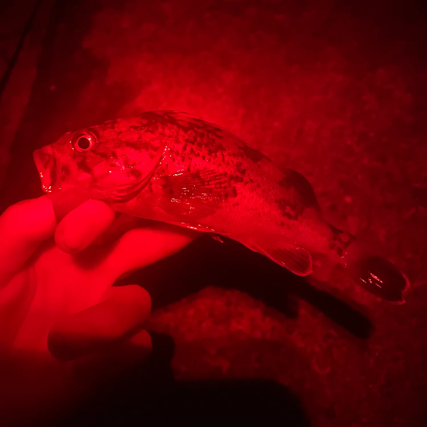 The most recent Japanese white seaperch catches on Fishbrain